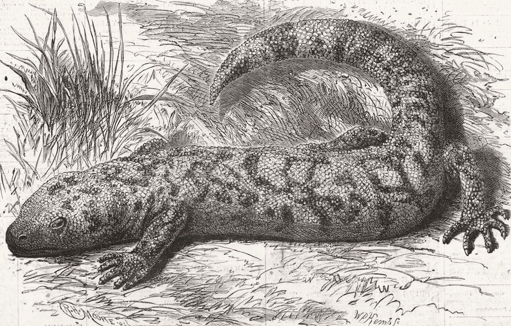 MEXICO. Poisonous lizard(Heloderma Horridum) 1882 old antique print picture